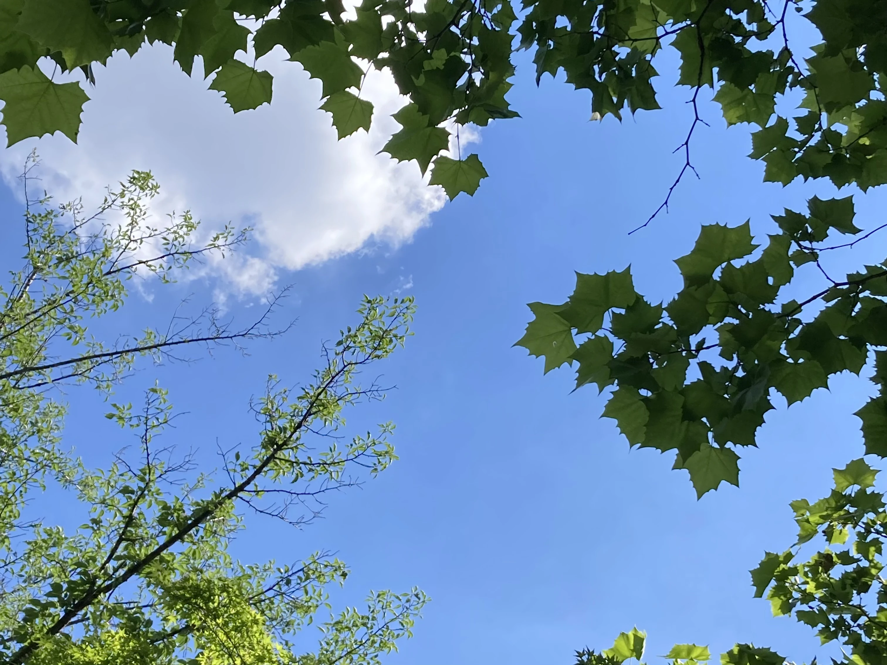 木々の緑と空